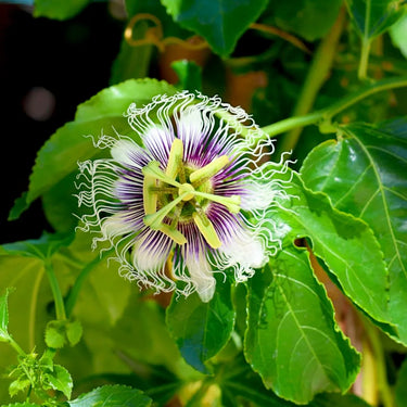 Passion flower with green leaves in the background